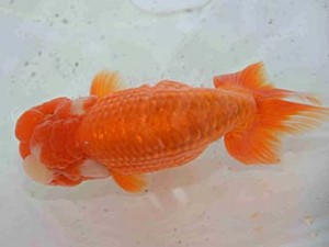 好鱗会　二歳会　五位　佐野　勝