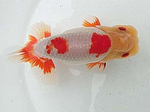 桑名愛錦会　二歳会　東大関　東郷町　谷地村政幸