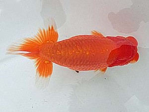 桑名愛錦会　二歳会　西大関　半田市　野口　弘