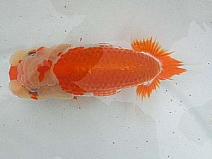 桑名愛錦会　二歳会　立行司　半田市　野口　弘