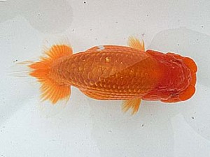 桑名愛錦会　二歳会　東取締　名古屋市　高須一二三