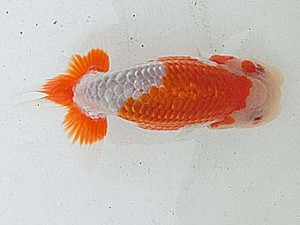 桑名愛錦会　二歳会　西取締　大治町　伊藤政美