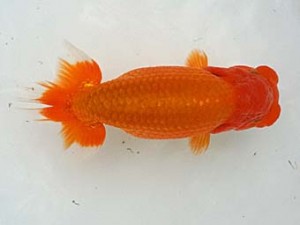 楽友らんちう会　二歳会　3位　森山禎紀