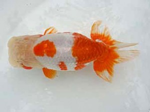 楽友らんちう会　二歳会　5位　大久保義彰