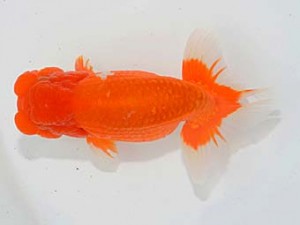 埼玉らんちう会 勧進元二　田巻洋一郎