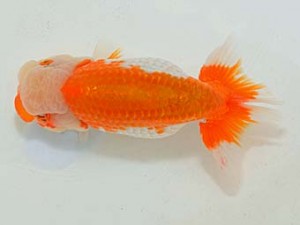 埼玉らんちう会 行司一　山中静郎