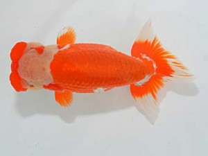 埼玉らんちう会 行司三　今井茂男