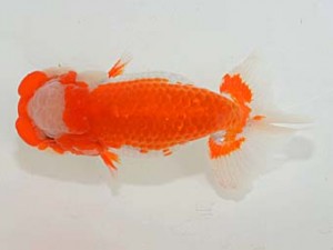 埼玉らんちう会 脇行司一　宮本好史