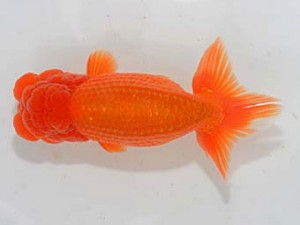 埼玉らんちう会 脇行司二　水澤文彦