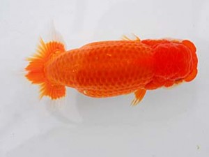 埼玉らんちう会　二歳会　西大関　山中静郎