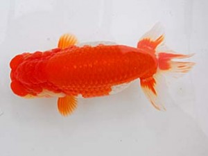 埼玉らんちう会　二歳会　立行司　渡辺  仁