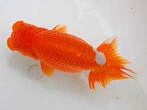 埼玉らんちう会　二歳会　取締一　山口辰也