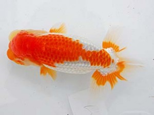 埼玉らんちう会　二歳会　取締二　直井重男