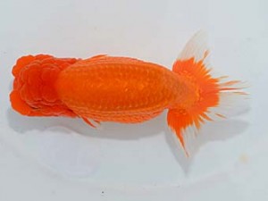 埼玉らんちう会 東関脇　今井茂男