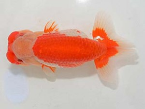 埼玉らんちう会 西関脇　山口辰也