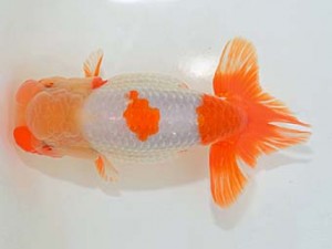 埼玉らんちう会 東小結　渡辺  仁