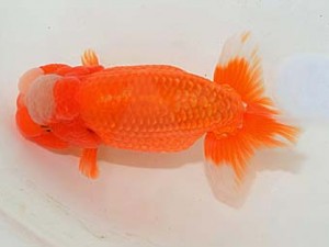 埼玉らんちう会 西小結　今成雄一