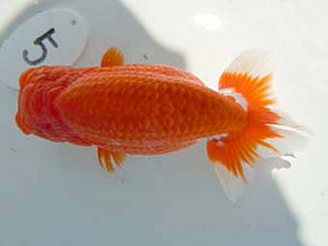 二歳会　１席　田中孝俊　むつ市