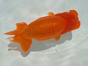 二歳会　２席　相馬健一　青森市
