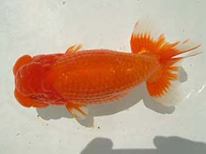 二歳会　４席　近江谷 潤　青森市