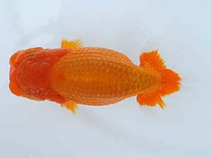 錦蘭会　春季品評大会　東大関　中村朋孝　御坊