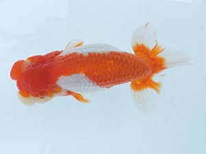 錦蘭会　春季品評大会　立行司　牧　敬剛　新宮