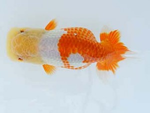 錦蘭会　春季品評大会　取締一　造田直樹　京都