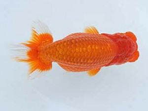 錦蘭会　春季品評大会　取締二　濱田英明　那智勝浦