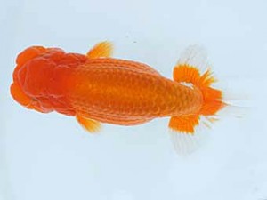 錦蘭会　春季品評大会　東大関　野口隆朗　高松