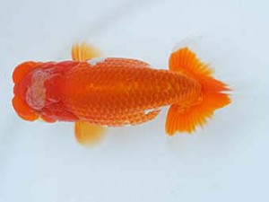 錦蘭会　春季品評大会　西大関　細川　悟　大阪