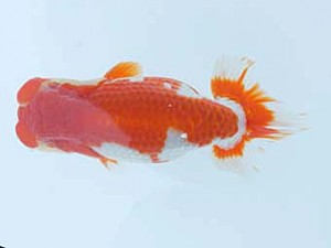 錦蘭会　春季品評大会　立行司　辻　敏秋　那智勝浦