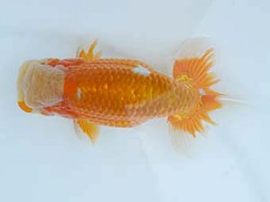 錦蘭会　春季品評大会　取締一　高落幸博　堺