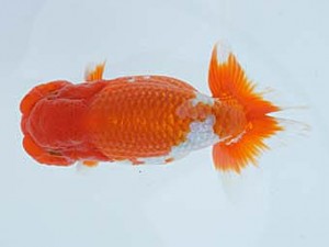 錦蘭会　春季品評大会　取締二　辻　敏秋　那智勝浦