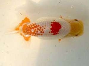 二歳会　2席　黒はばき浩之　福島