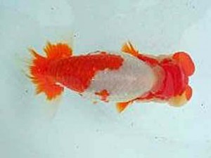 二歳会　3席　松田　勝　仙台