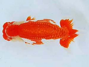 二歳会　東大関　小山徹志　山梨