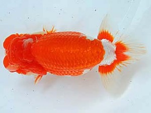 二歳会　西大関　近藤憲正　あま