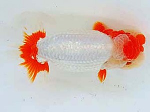 二歳会　立行司　山口広隆　津