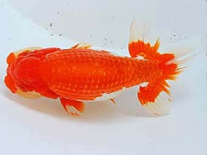 二歳会　東取締　小山徹志　山梨