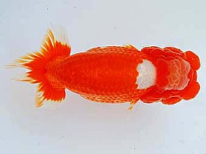 二歳会　西取締　高津晴彦　可児