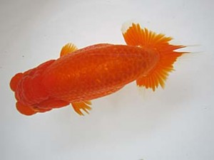 豊橋優遊会　二歳会　西大関　根木清次　浜松