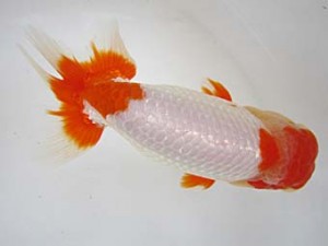 豊橋優遊会　二歳会　立行司　川口　功　あま市