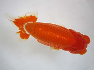 豊橋優遊会　二歳会　東取締　渡辺　敦　犬山