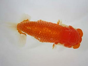 豊橋優遊会　二歳会　西取締　大木康進　豊橋