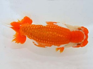 山梨錦城会　二歳会　東大関　小山徹志