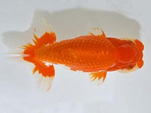 山梨錦城会　二歳会　西大関　小山徹志