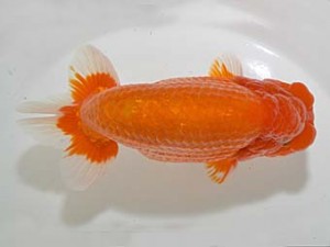 山梨錦城会　二歳会　立行司　滝瀬健治