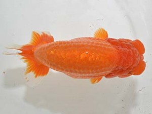 山梨錦城会　二歳会　取締一　滝瀬健治