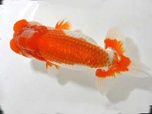 山梨錦城会　二歳会　取締二　小山徹志