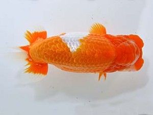 山梨錦城会　二歳会　東関脇　小山徹志